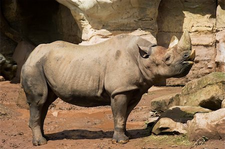 simsearch:400-03949532,k - Standing adult Rhinoceros in Zoo. Sunny summer day. Clipping path for rhino included. Fotografie stock - Microstock e Abbonamento, Codice: 400-04064580