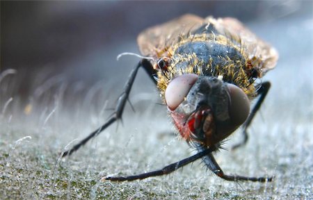 simsearch:400-04989239,k - dead fly macro Stock Photo - Budget Royalty-Free & Subscription, Code: 400-04064639