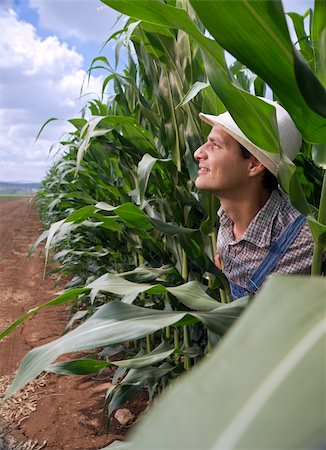 simsearch:400-04064843,k - farmer peeking from a corn field Fotografie stock - Microstock e Abbonamento, Codice: 400-04064845