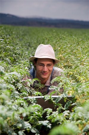 simsearch:400-04064843,k - happy farmer in the fields with a laptop computer Fotografie stock - Microstock e Abbonamento, Codice: 400-04064842