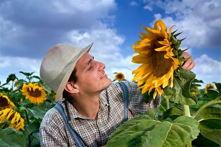 sunflower spain - farmer standing in  a sunflower field Stock Photo - Budget Royalty-Free & Subscription, Code: 400-04064853
