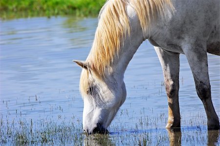 Camargue horse drinking water in a pond Stock Photo - Budget Royalty-Free & Subscription, Code: 400-04064974