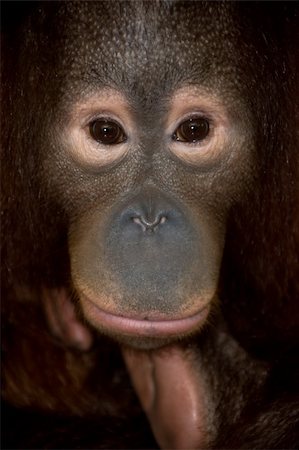 close up photo of endangered primate orangutan from kalimantan Foto de stock - Super Valor sin royalties y Suscripción, Código: 400-04065008