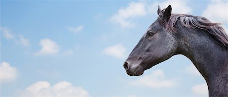 estribo - Beautiful Horse with bright background. Foto de stock - Super Valor sin royalties y Suscripción, Código: 400-04065010