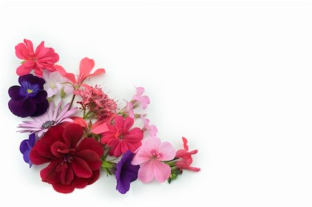 simsearch:400-04806771,k - floral background corner design element of various flowers Stockbilder - Microstock & Abonnement, Bildnummer: 400-04065369