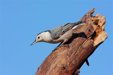 simsearch:400-04085919,k - White-breasted Nuthatch (sitta carolinensis) on a stump with the blue sky in the background Foto de stock - Super Valor sin royalties y Suscripción, Código: 400-04065502