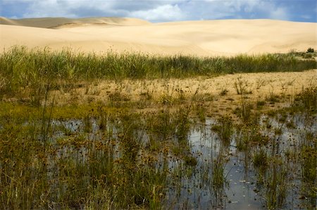 dry swamps - Swamp lake in the middle of desert. Giant Dune in New Zealand Stock Photo - Budget Royalty-Free & Subscription, Code: 400-04065711