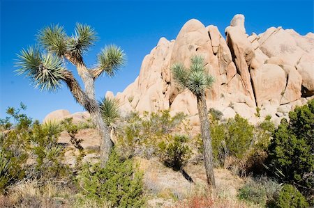 simsearch:400-04066006,k - Joshua Tree National Park is located in south-eastern California. Fotografie stock - Microstock e Abbonamento, Codice: 400-04066009