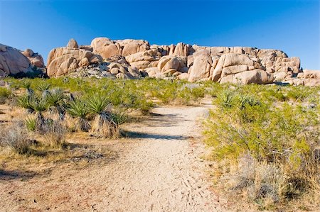 Joshua Tree National Park is located in south-eastern California. Stock Photo - Budget Royalty-Free & Subscription, Code: 400-04066011