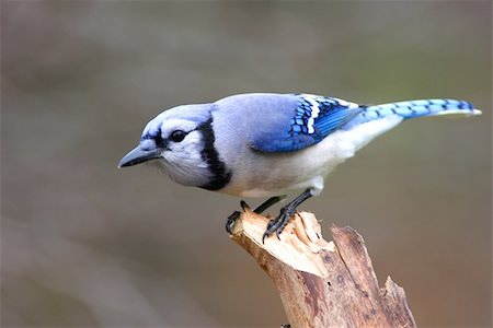 Blue Jay (corvid cyanocitta) on a stump in winter Stockbilder - Microstock & Abonnement, Bildnummer: 400-04066241