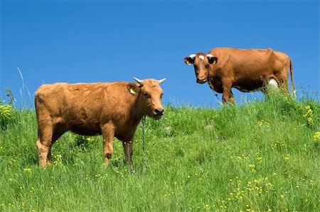 simsearch:400-05139612,k - Brown calf and adult cow on the meadow against blue sky Photographie de stock - Aubaine LD & Abonnement, Code: 400-04066281