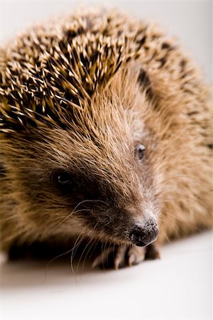 simsearch:400-04762958,k - A hedgehog is any of the small spiny mammals of the subfamily Erinaceinae and the order Insectivora. There are 15 species of hedgehog in four genera, found through parts of Europe, Asia, Africa, and New Zealand. There are no hedgehogs native to the Americas or Australia. Hedgehogs have changed little over the last 15 million years. Like many of the first mammals they have adapted to a nocturnal, i Photographie de stock - Aubaine LD & Abonnement, Code: 400-04066306