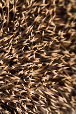 simsearch:400-04762958,k - A hedgehog is any of the small spiny mammals of the subfamily Erinaceinae and the order Insectivora. There are 15 species of hedgehog in four genera, found through parts of Europe, Asia, Africa, and New Zealand. There are no hedgehogs native to the Americas or Australia. Hedgehogs have changed little over the last 15 million years. Like many of the first mammals they have adapted to a nocturnal, i Photographie de stock - Aubaine LD & Abonnement, Code: 400-04066308