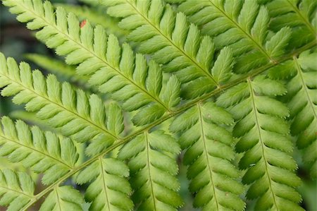 simsearch:400-03926372,k - real natural green texture from the leaf Fotografie stock - Microstock e Abbonamento, Codice: 400-04066382