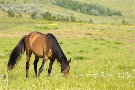steppe horse - lonely horse grazing at the green grass meadow Stock Photo - Budget Royalty-Free & Subscription, Code: 400-04066445