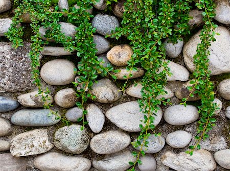 rock wall and green plant Stock Photo - Budget Royalty-Free & Subscription, Code: 400-04066461