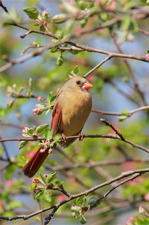 simsearch:400-04115071,k - Female Northern Cardinal (cardinalis cardinalis) in an Apple Tree with blossoms Photographie de stock - Aubaine LD & Abonnement, Code: 400-04066574