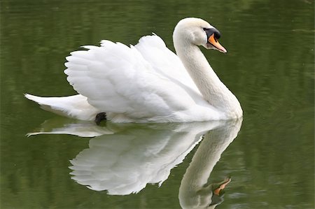 simsearch:400-04490293,k - Details swimming beauty a swan Stockbilder - Microstock & Abonnement, Bildnummer: 400-04066640