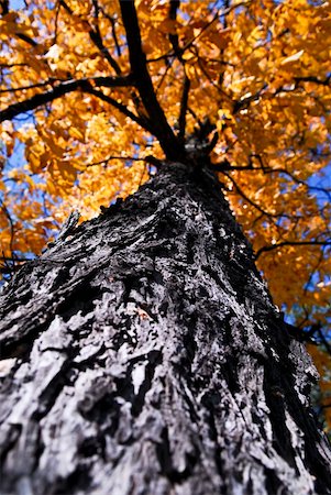 Big old autumn elm tree in fall park Foto de stock - Super Valor sin royalties y Suscripción, Código: 400-04066755