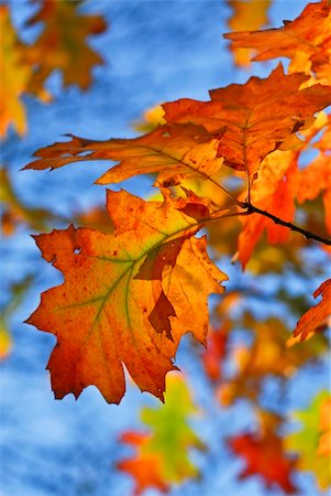 simsearch:400-04066755,k - Autumn oak leaves of bright fall colors close up Foto de stock - Royalty-Free Super Valor e Assinatura, Número: 400-04066756