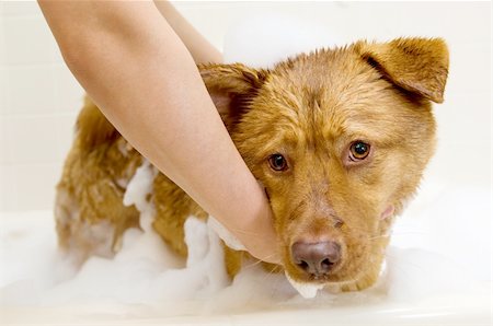 Owner washing dog in bathtub. Photographie de stock - Aubaine LD & Abonnement, Code: 400-04066843