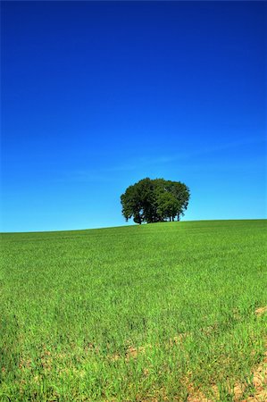 vivid green grass field and a bunch of trees, cloudless sky in background Stock Photo - Budget Royalty-Free & Subscription, Code: 400-04066855