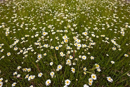simsearch:400-04408653,k - ox-eye daisies (Leucanthemum vulgare) in meadow; background/texture; differential focus Stockbilder - Microstock & Abonnement, Bildnummer: 400-04066893