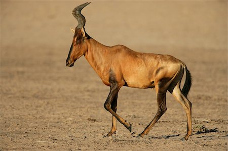 simsearch:400-06521553,k - Red hartebeest (Alcelaphus buselaphus), Kalahari desert, South Africa Stock Photo - Budget Royalty-Free & Subscription, Code: 400-04066958