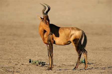 simsearch:400-06201888,k - Red hartebeest (Alcelaphus buselaphus), Kalahari desert, South Africa Stock Photo - Budget Royalty-Free & Subscription, Code: 400-04066959