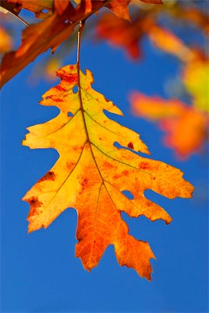 simsearch:400-04436466,k - Autumn oak leaves of bright fall colors close up Stock Photo - Budget Royalty-Free & Subscription, Code: 400-04067069