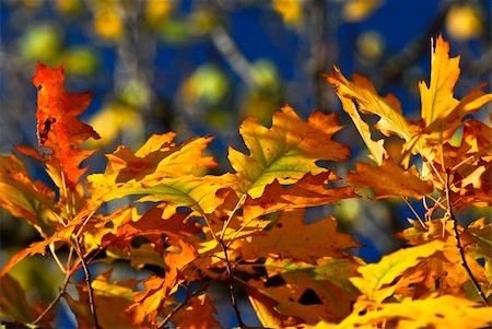 simsearch:400-04066755,k - Autumn oak leaves of bright fall colors close up Foto de stock - Royalty-Free Super Valor e Assinatura, Número: 400-04067070