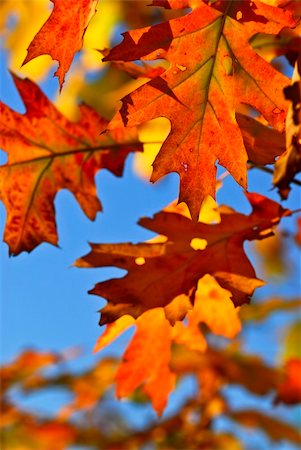 simsearch:400-04436466,k - Autumn oak leaves of bright fall colors close up Stock Photo - Budget Royalty-Free & Subscription, Code: 400-04067071