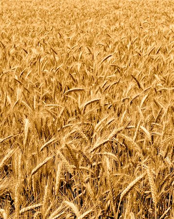 simsearch:400-06069976,k - wheat harvest field background Photographie de stock - Aubaine LD & Abonnement, Code: 400-04067179