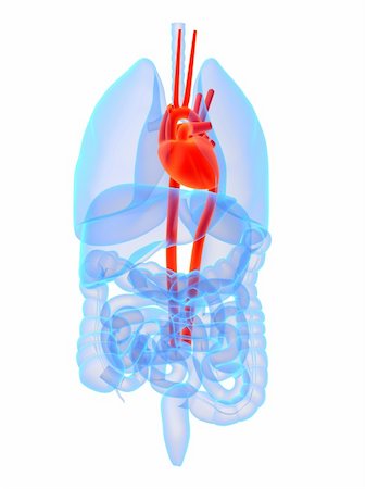 3d rendered anatomy illustration of human organs Stock Photo - Budget Royalty-Free & Subscription, Code: 400-04067668