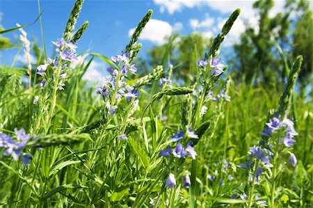 simsearch:400-04854713,k - delicate blue wildflowers on summer meadow Stock Photo - Budget Royalty-Free & Subscription, Code: 400-04067688
