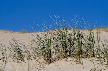 seagrass - Marram Grass, Bent or Beach Grass in sand dunes near Baltic sea Stock Photo - Budget Royalty-Free & Subscription, Code: 400-04067746