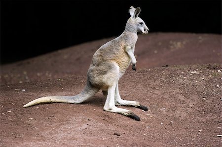 Kangaroo is a marsupial from the family Macropodidae (macropods, meaning 'large foot'). The kangaroo is an Australian icon. Clipping path for animal included. Stock Photo - Budget Royalty-Free & Subscription, Code: 400-04067750