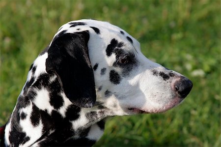 simsearch:693-03303306,k - A portrait of a dalmatian. Stock Photo - Budget Royalty-Free & Subscription, Code: 400-04068016