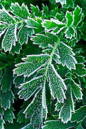 simsearch:400-03947729,k - Macro of frosty plant leaves in late fall Photographie de stock - Aubaine LD & Abonnement, Code: 400-04068053