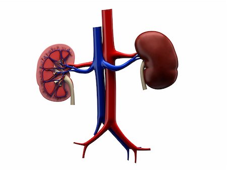 diagram cartoon - 3d rendered anatomy illustration of human kidneys Stock Photo - Budget Royalty-Free & Subscription, Code: 400-04068175