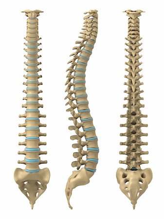 simsearch:400-03966260,k - 3d rendered anatomy illustration from different views of a human spine Stockbilder - Microstock & Abonnement, Bildnummer: 400-04068187