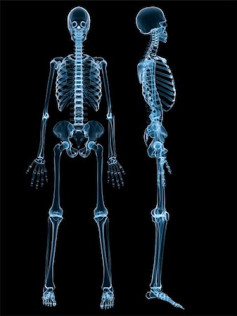 simsearch:400-05069425,k - 3d rendered x-ray illustration of a human skeleton Foto de stock - Super Valor sin royalties y Suscripción, Código: 400-04068208