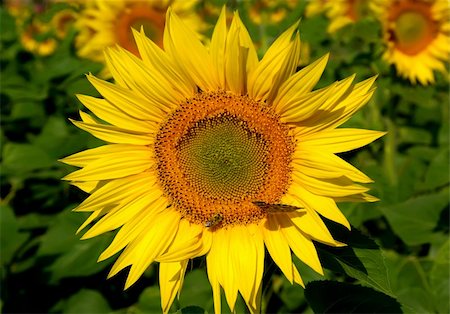 simsearch:400-05682398,k - yellow sunflower with butterfly and bee in the field Stock Photo - Budget Royalty-Free & Subscription, Code: 400-04068218