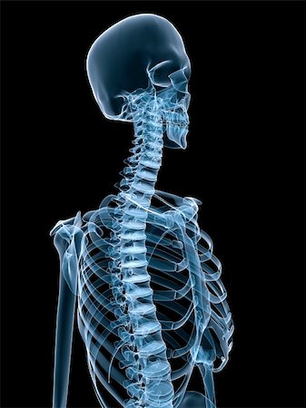 simsearch:400-05069425,k - 3d rendered x-ray illustration of a human skeletal torso Foto de stock - Super Valor sin royalties y Suscripción, Código: 400-04068210