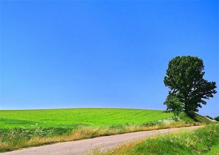 simsearch:400-04806827,k - picturesque country road and lone tree against cloudless sky Fotografie stock - Microstock e Abbonamento, Codice: 400-04068292
