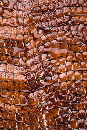 pythonschlange - Snakeskin texture - leather background Stockbilder - Microstock & Abonnement, Bildnummer: 400-04068414