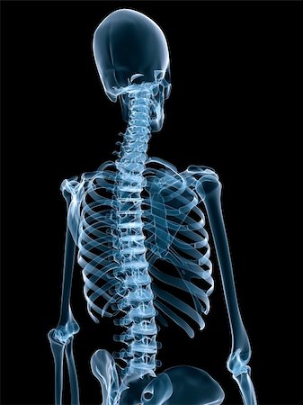 simsearch:400-04003518,k - 3d rendered x-ray illustration of a human skeleton Fotografie stock - Microstock e Abbonamento, Codice: 400-04068509