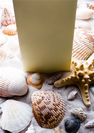 simsearch:400-06326801,k - Shell - The hard, rigid outer calcium carbonate animals cover is called a shell. Stock Photo - Budget Royalty-Free & Subscription, Code: 400-04068567