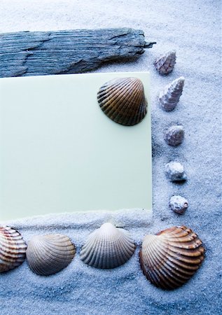 simsearch:400-06326801,k - Shell - The hard, rigid outer calcium carbonate animals cover is called a shell. Stock Photo - Budget Royalty-Free & Subscription, Code: 400-04068581