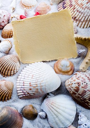 simsearch:400-06326801,k - Shell - The hard, rigid outer calcium carbonate animals cover is called a shell. Stock Photo - Budget Royalty-Free & Subscription, Code: 400-04068582